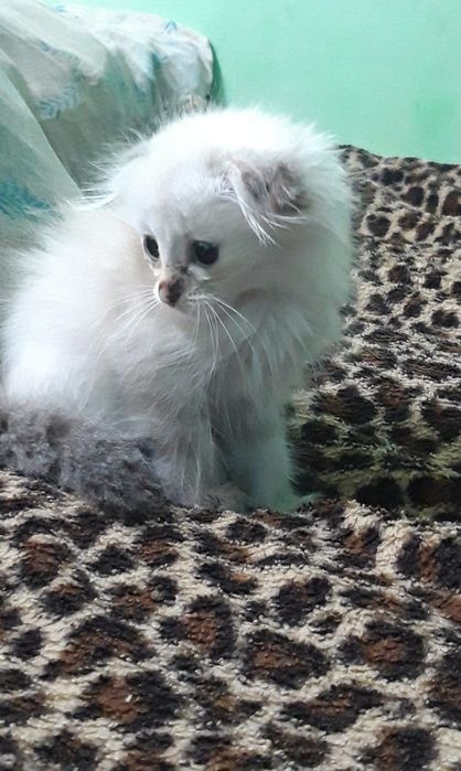 Отдам котёнка девочка