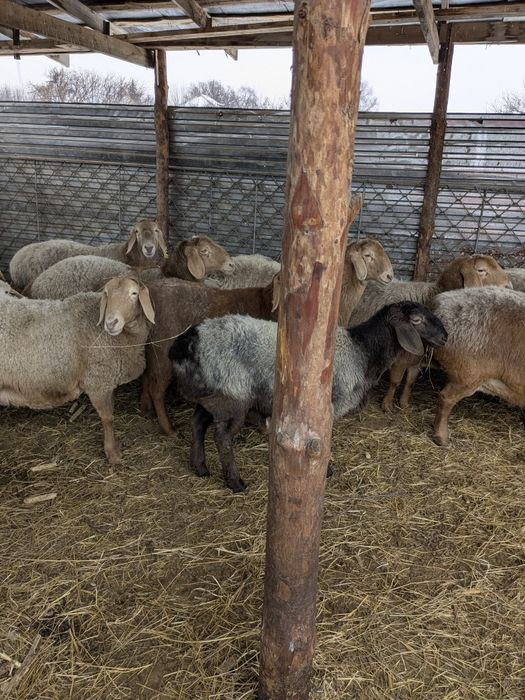 Арашан матки на продажу