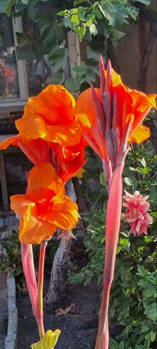 Кани- градински, многогодишни-ризоми