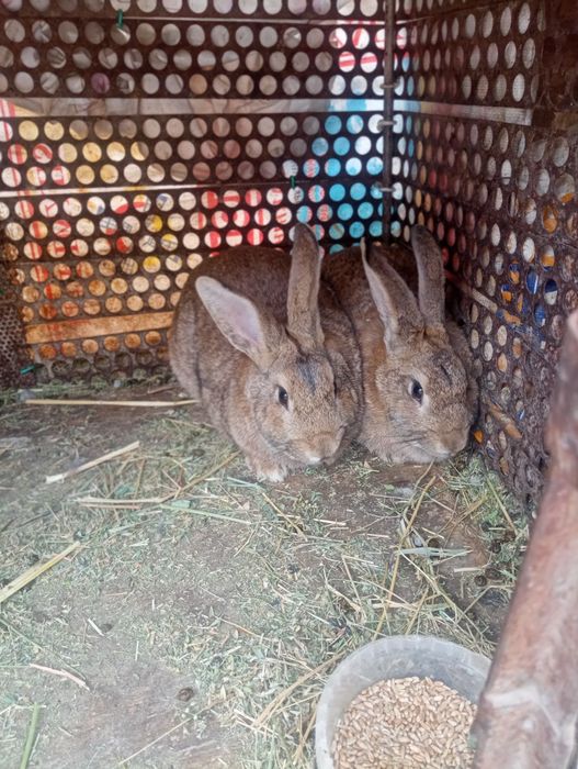 Қойан  қойан  қойан