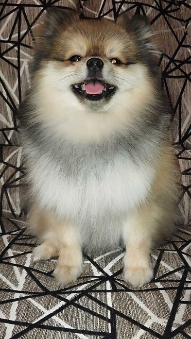 Шпиц померанский