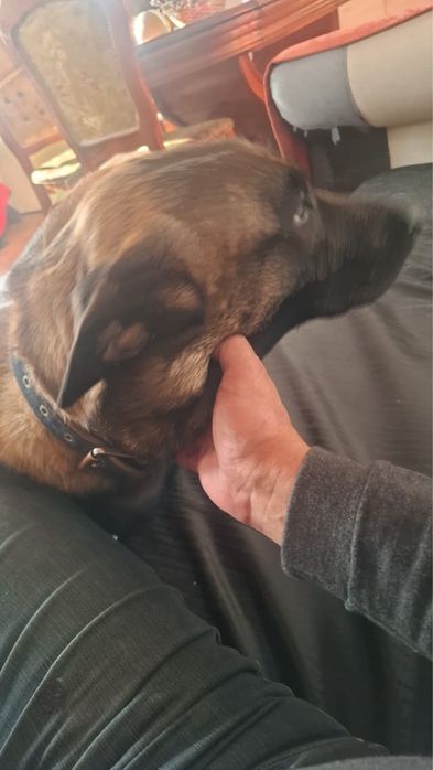 Пропала собака.Бельгийская овчарка.