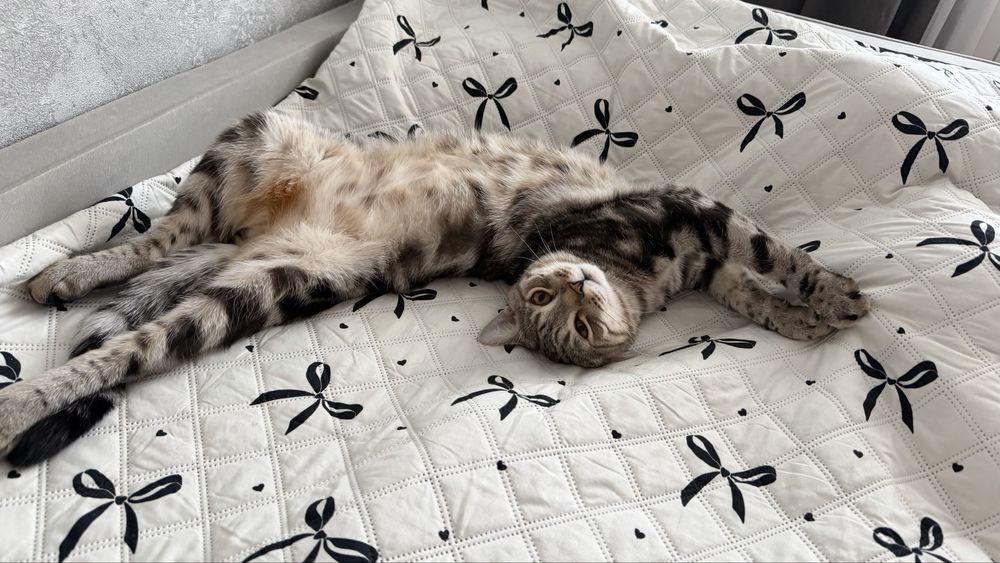 Котята бесплатно кот КАСТРИРОВАН