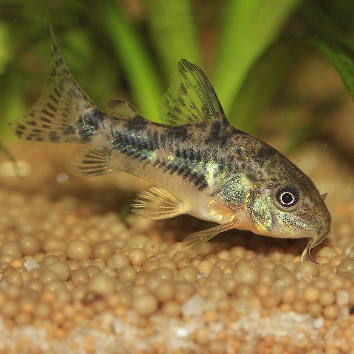 Коридорас крапчатый, вуалевый. Сомик чистильщик