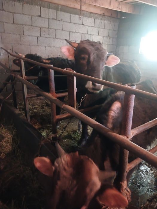 Продам быка.        Двух годовалый