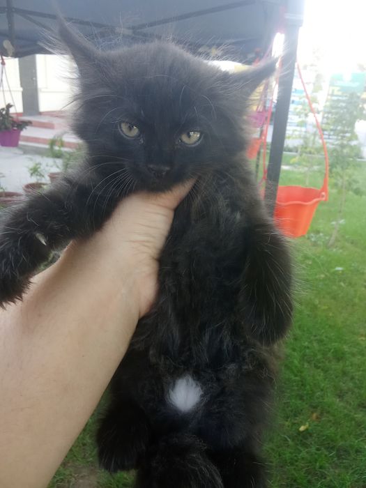 100 mingdan muwukchalar