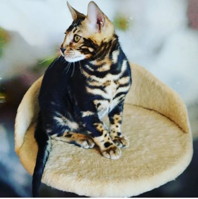 Бенгал  активный, игривый имеет опыт