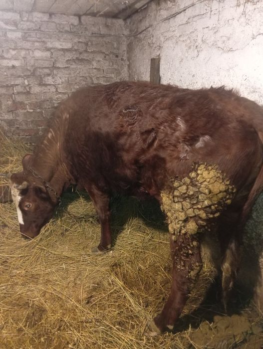 Продам телку 2 годовалую