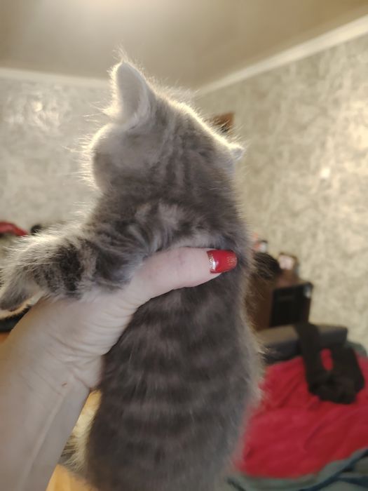 Британский малыш