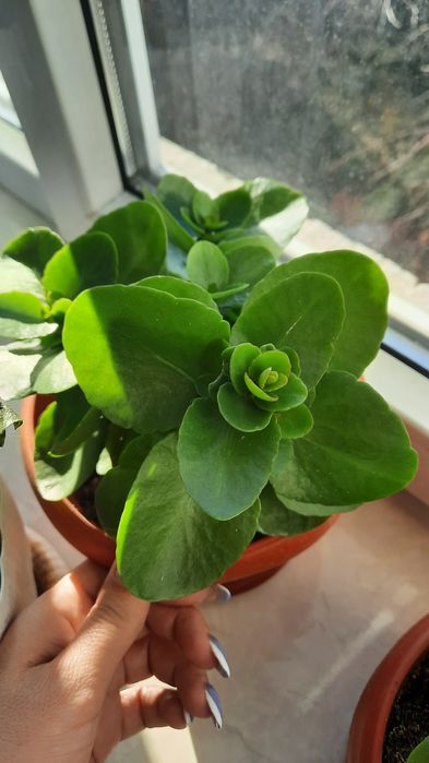 Колонхолия  продаётся