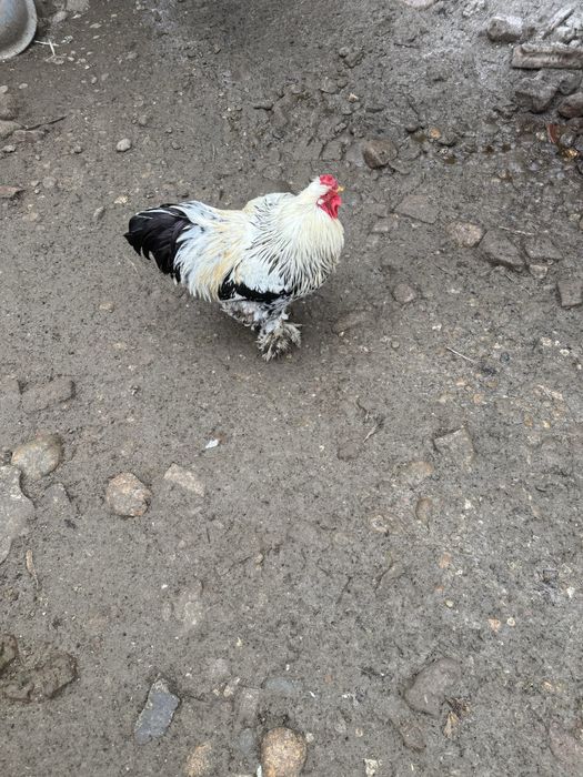 Vand cocos metish brahma