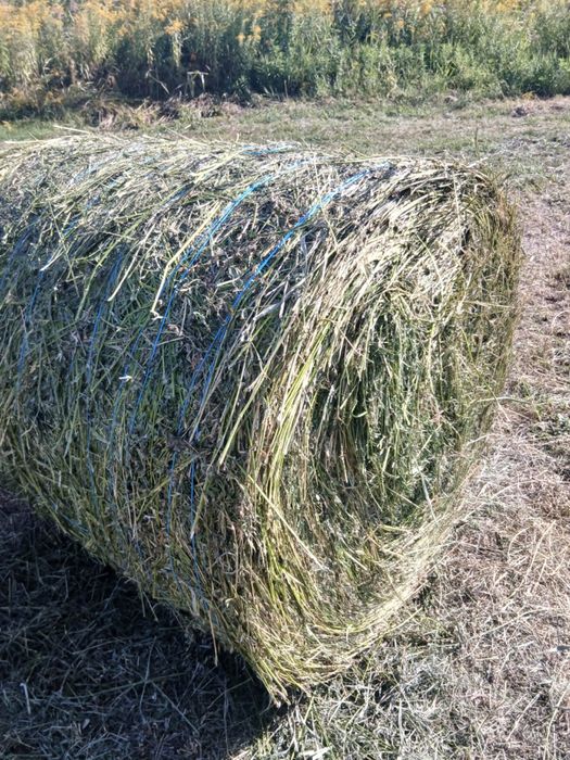 Baloți de vânzare