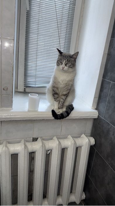 Кот красивый  любимый