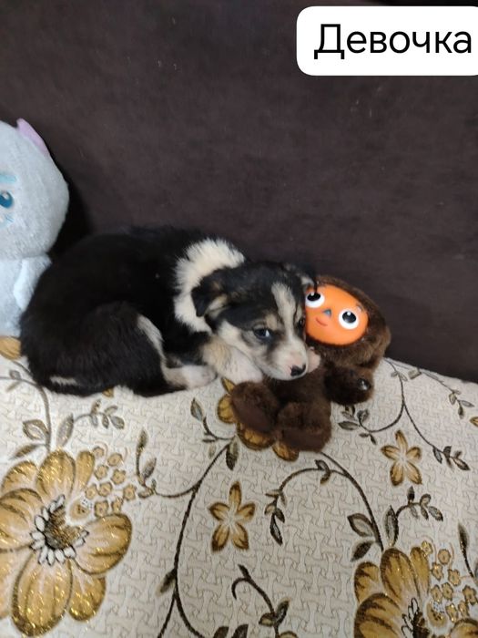 Отдам щенков в добрые руки