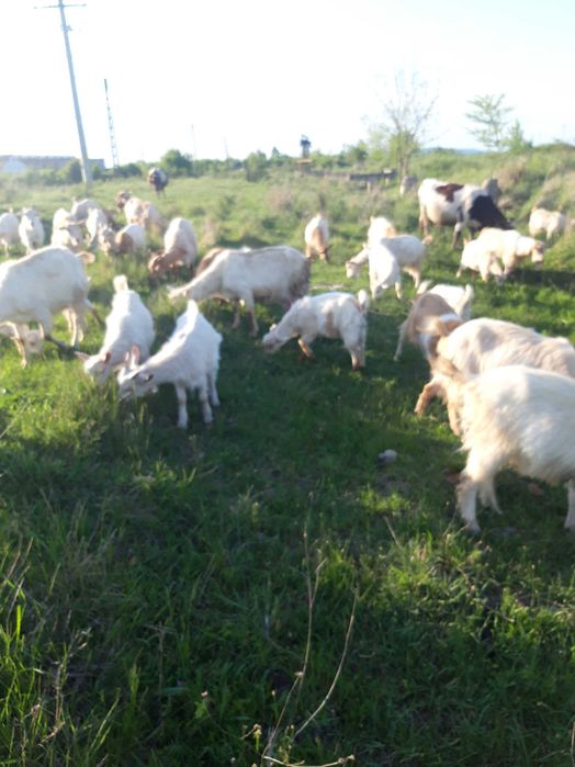 Vând iezi de anul acesta