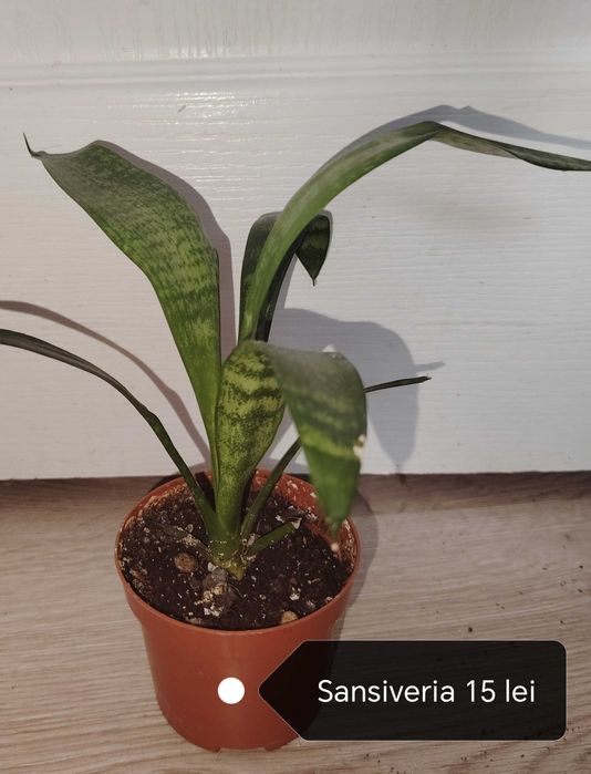 Floare ghiveci yucca. Trimit în tara.