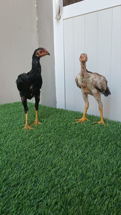 Dakan jojala sotiladi