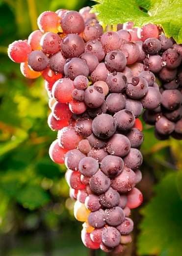 Vita altoita  la pretul 7 lei bucata