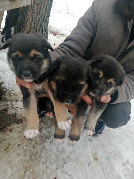 Продам щенков овчарки и лайки