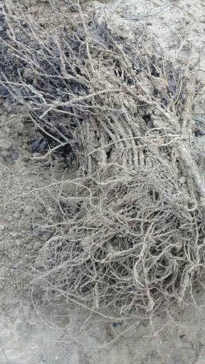 Кора кишмиш узум кучатлари