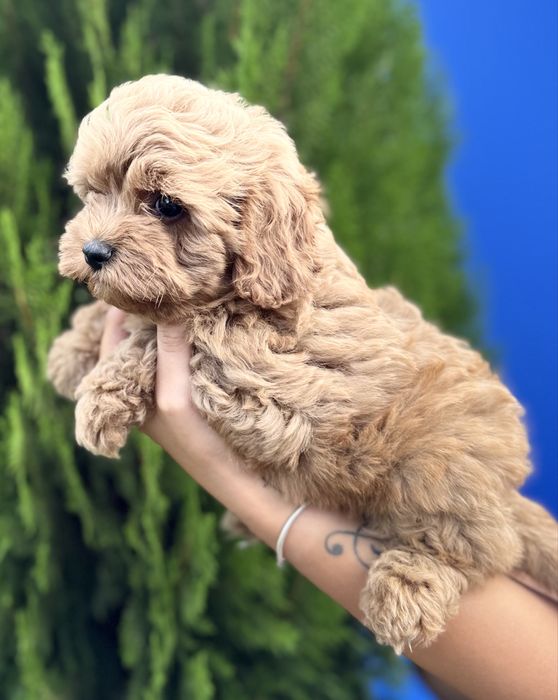 Кавапу Cavapoo момченце