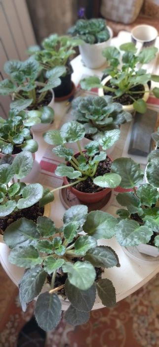 Продам комнатные цветы.