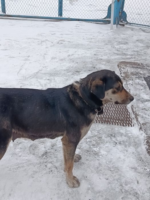 Щенки в хорошие руки будут крупные