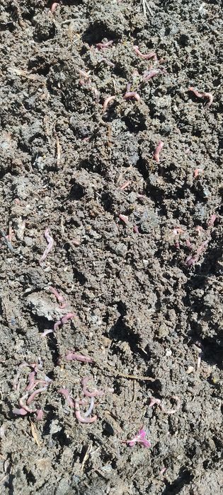 Kaliforniya BIOGUMIS Chuvalchangi, 150000 bir savati