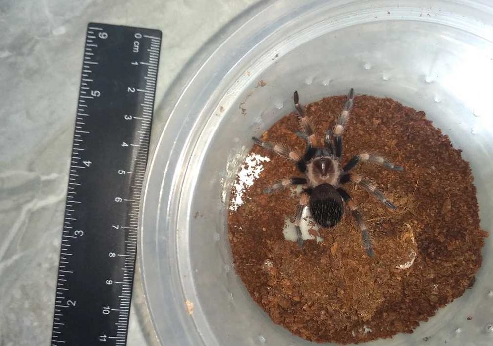 Tarantula - Тарантyла