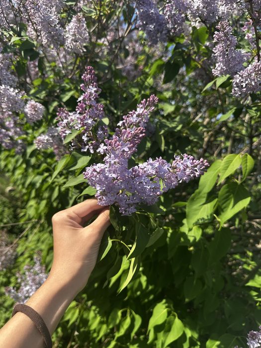 Сирень оптом Алматы