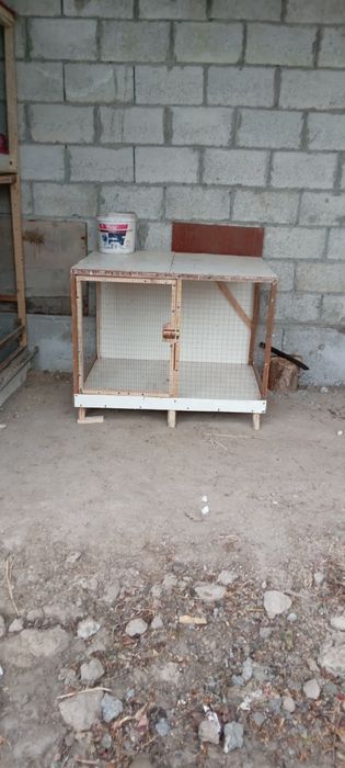 kataklar jo'jalar va tovuqlarga