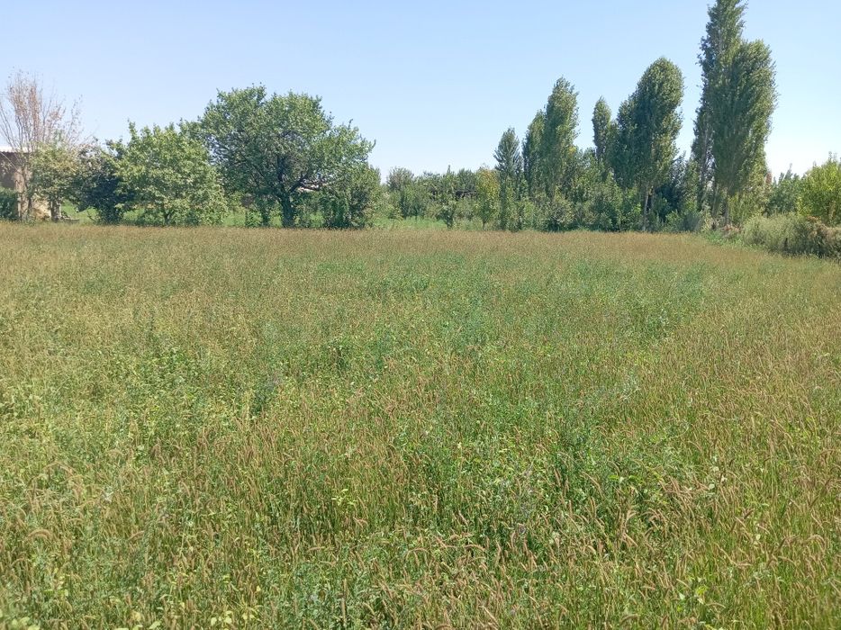 Srochna Yer Sotiladi: 12 sotix yer 6 sotixdan bolib ham beriladi, Sir