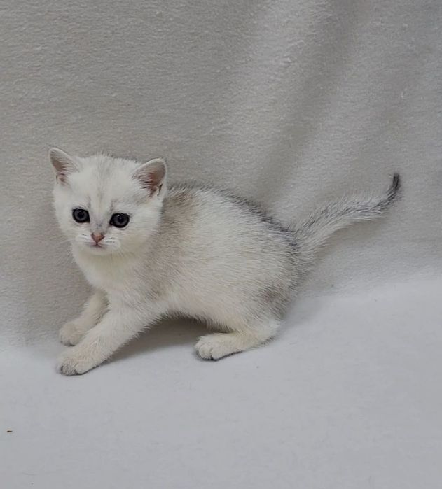 Скоттиш страйт серебристая шиншила табби