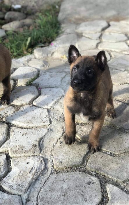 Pui Ciobanesc Belgian Malinois