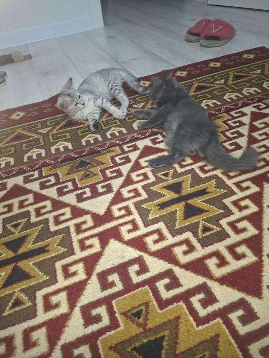 Отдам котят в добрые руки мальчика и девочку