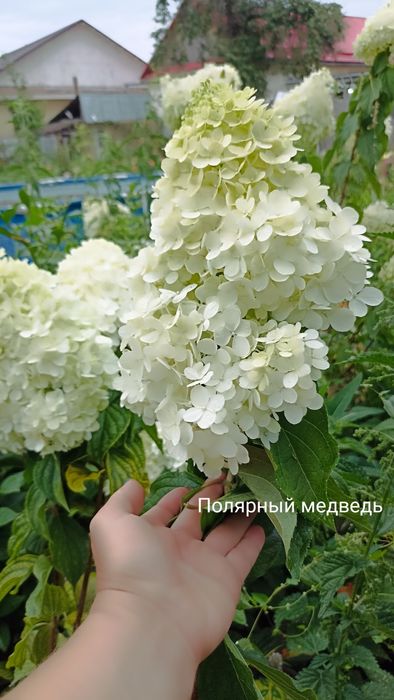 Гортензии  метельчатые  Вейгела