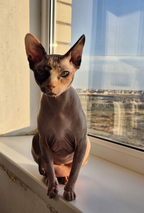 Продается кошка сфинкс.