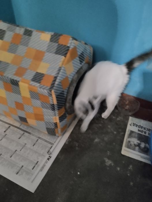 Котенка в добрые руки