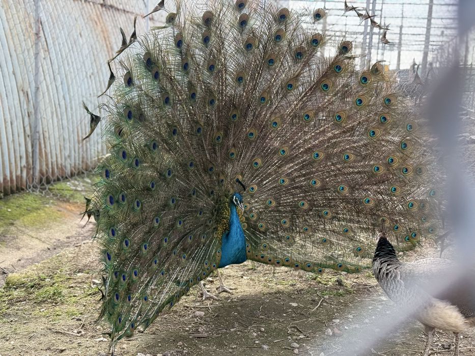 Продавам работещи пауни