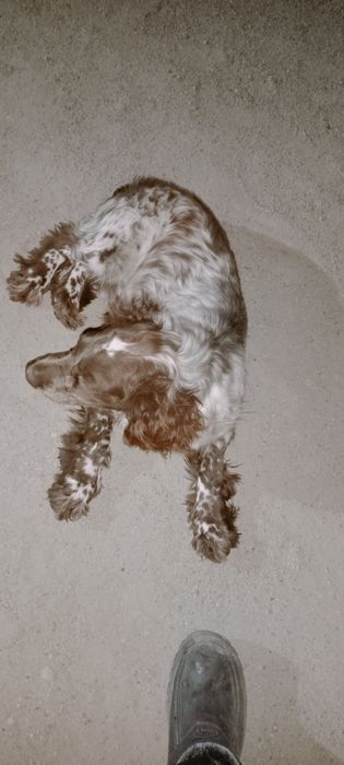 Спаниель продам охотничьего