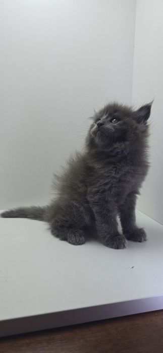 Продается котенок мейн-кун