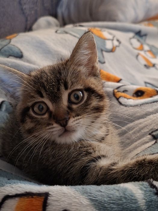 Котенок мальчик в добрые руки
