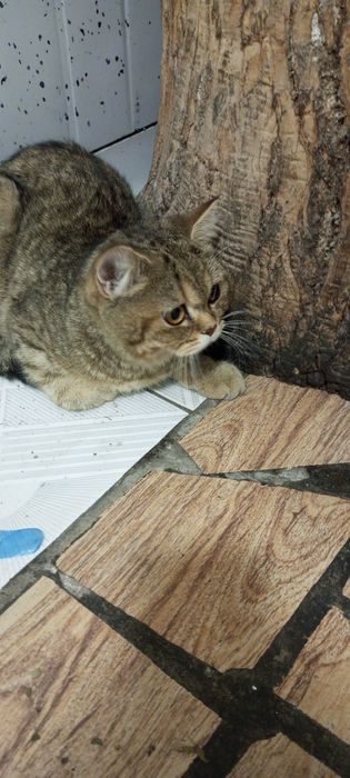 Кот отдам на хороший руки
