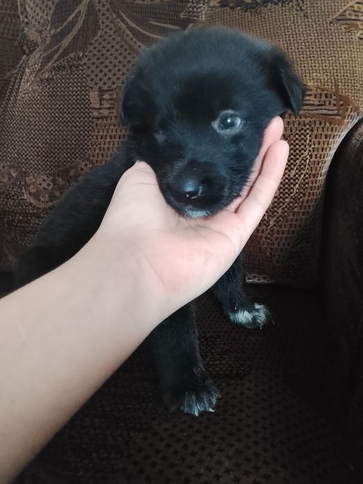 Спасённые малышки