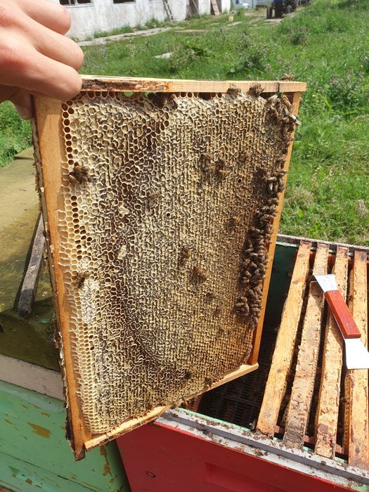 Мёд в широком Асортементее