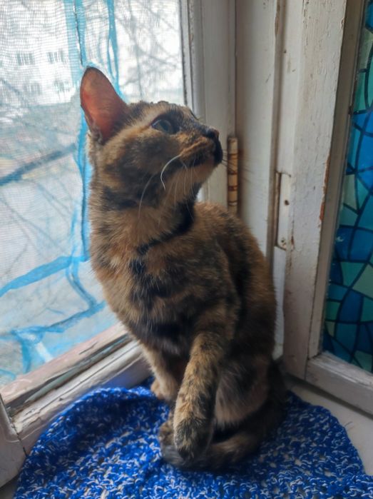 Котенок кошечка  около 5месяцев