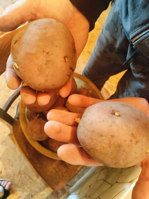Картошка домашняя