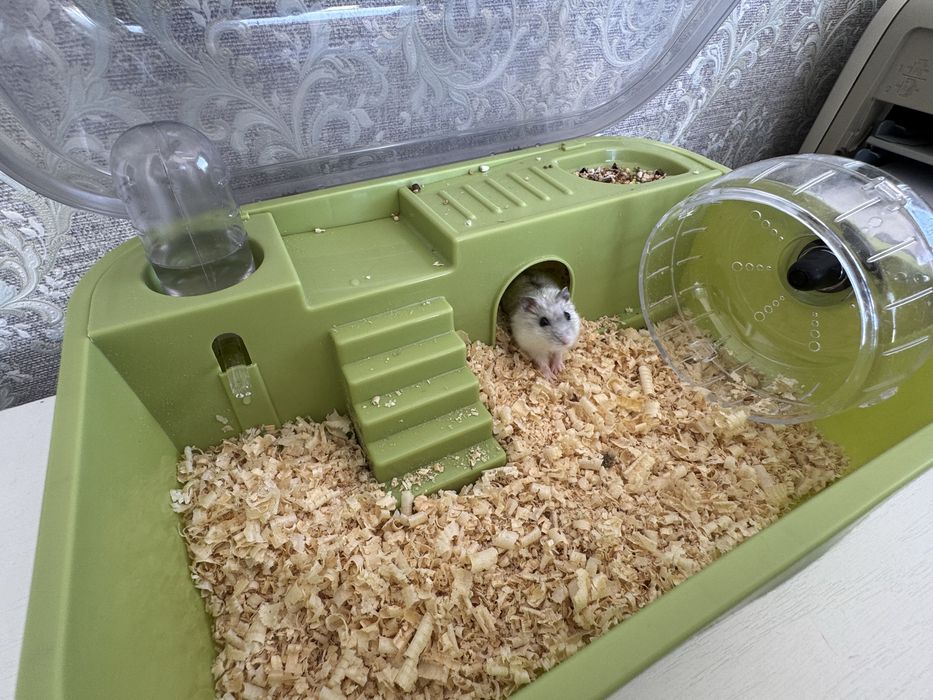 Джунгарский хомяк