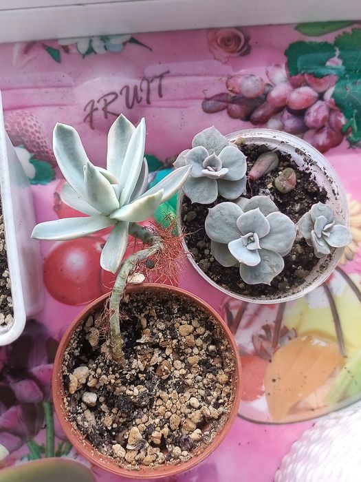 Продам разные суккуленты