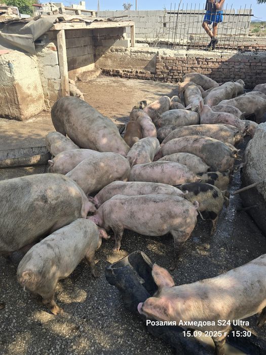 Продавам прасенца и прасета